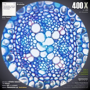 Raíz primaria: cilindro vascular